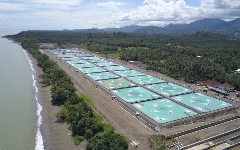 Tambak Udang